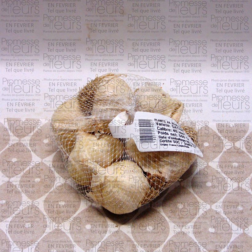 Example of Knoblauch Gayant Stück size 28/40 mm as you get