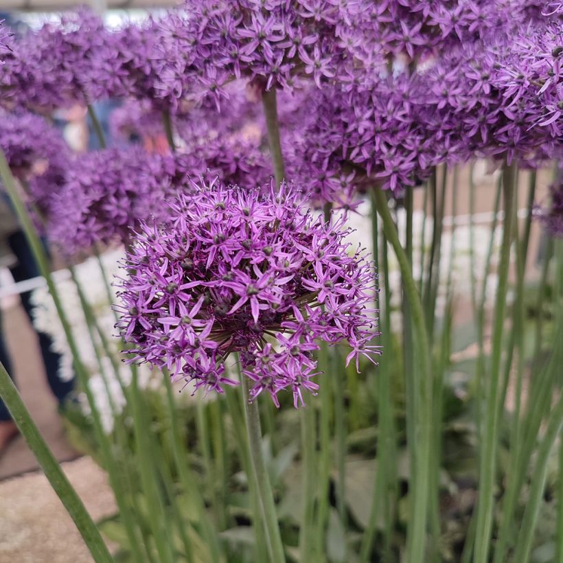 Allium Chicago - Zierlauch (Blüte)