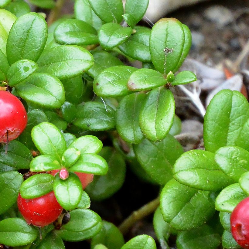 Preiselbeere Red Pearl - Vaccinium vitis-idaea (Foliage)