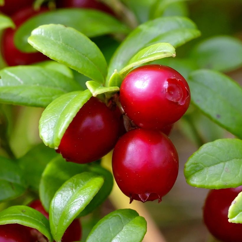 Preiselbeere Red Pearl - Vaccinium vitis-idaea (Harvest)