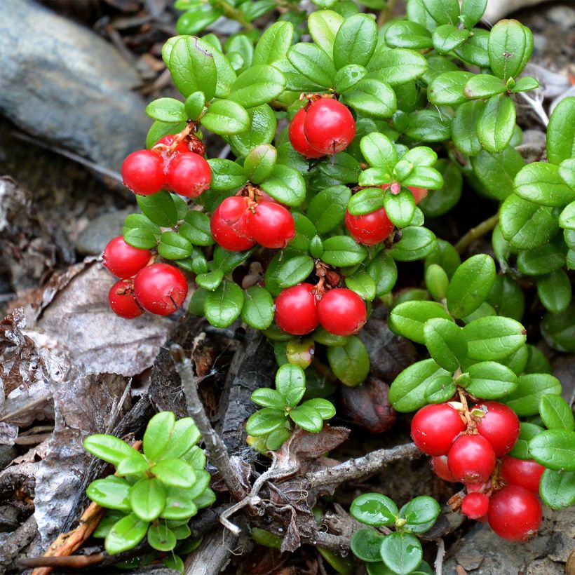 Preiselbeere Red Pearl - Vaccinium vitis-idaea (Plant habit)