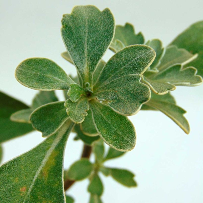 Ajania pacifica Gold and Silver - Gold-und-Silber-Chrysantheme (Foliage)