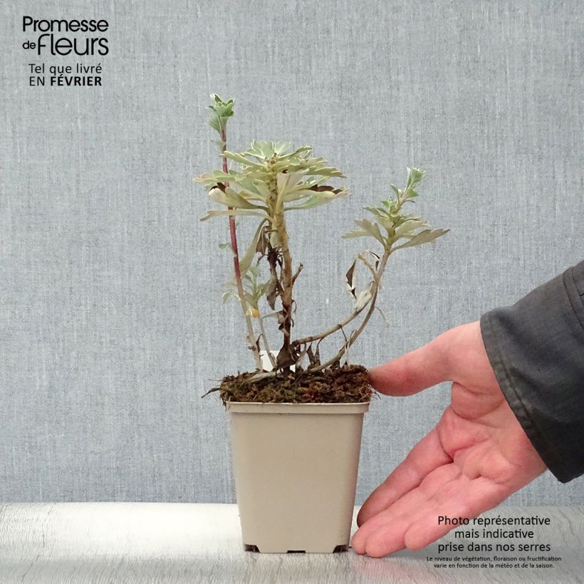 Exemplar von Ajania pacifica Gold and Silver - Gold-und-Silber-Chrysantheme Kleine Töpfe von 8/9 cm wie im Winter geliefert