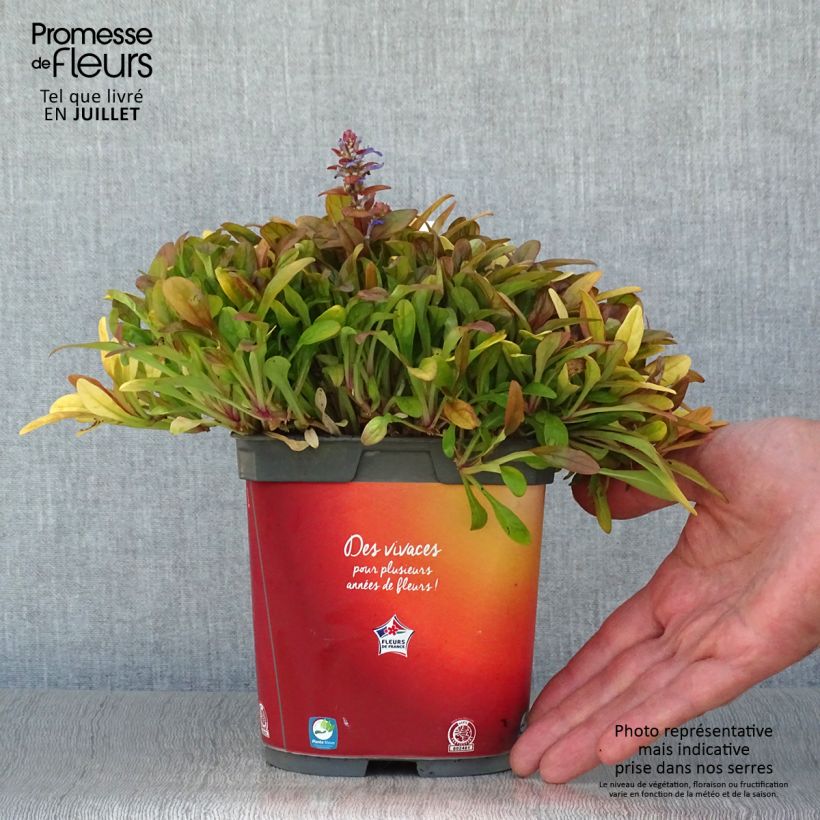 Example of Ajuga Feathered Friends Fancy Finch - Kriechender Günsel Topf mit 2L/3L as you get in ete