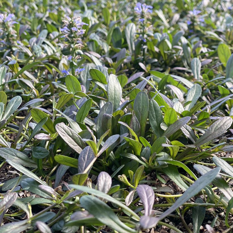 Ajuga Noble Nightingale - Kriechender Günsel (Plant habit)