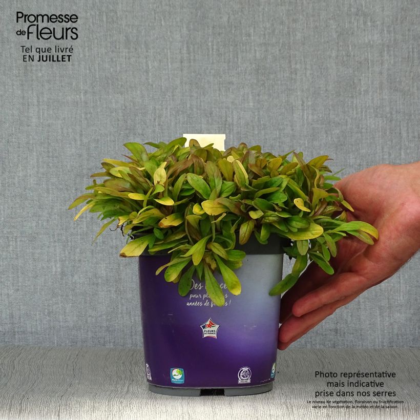 Example of Ajuga Petite Parakeet - Kriechender Günsel Topf mit 2L/3L as you get in ete