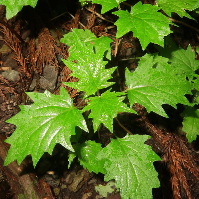 Ajuga incisa - Aufrechter Günsel (Foliage)