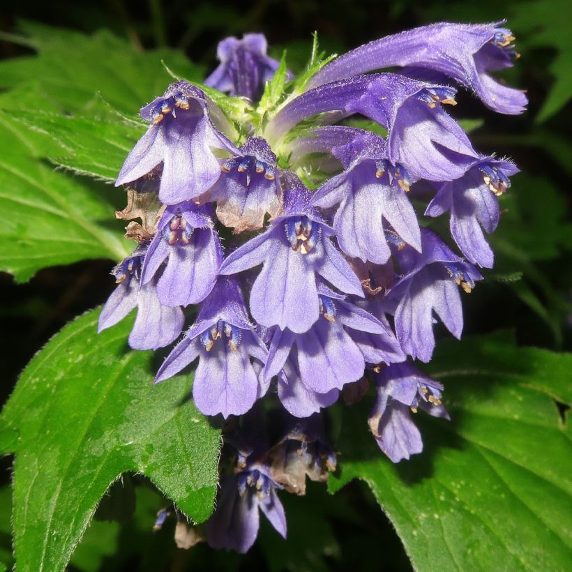 Ajuga incisa - Aufrechter Günsel (Flowering)