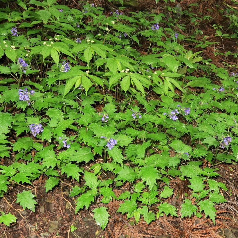 Ajuga incisa - Aufrechter Günsel (Plant habit)
