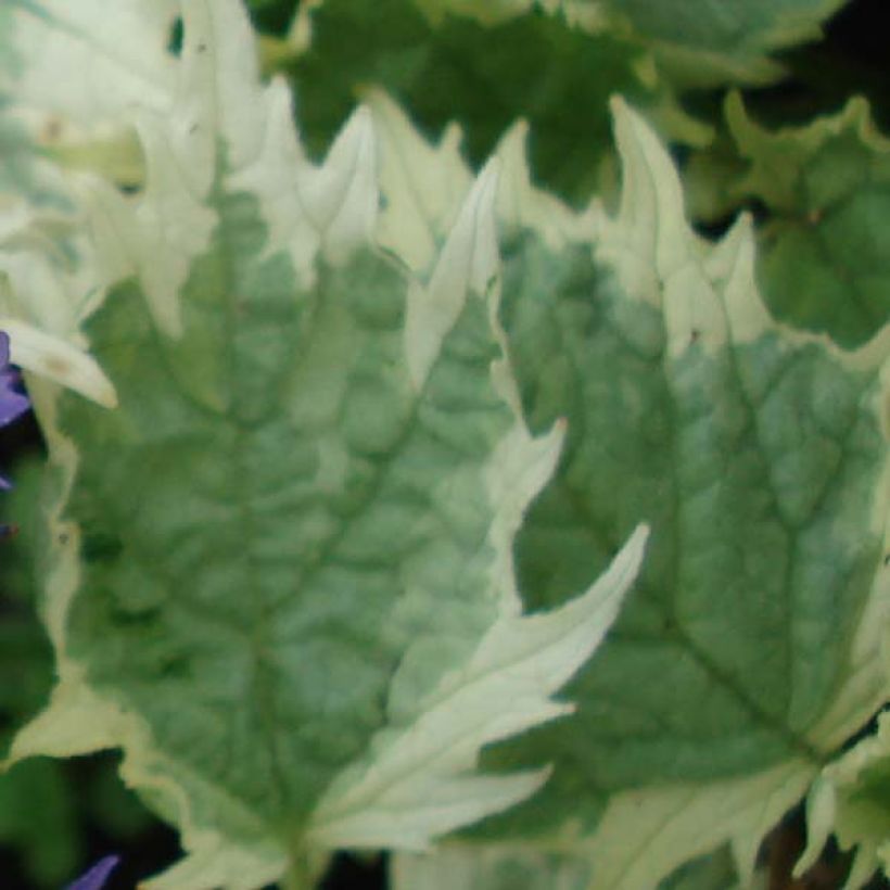 Ajuga incisa Frosted Jade - Aufrechter Günsel (Foliage)