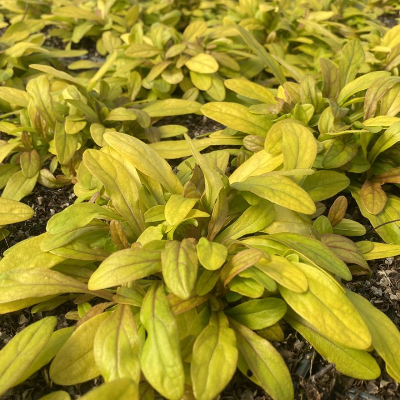 Ajuga Petite Parakeet - Kriechender Günsel (Foliage)