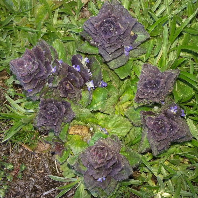 Ajuga pyramidalis - Pyramiden-Günsel (Foliage)