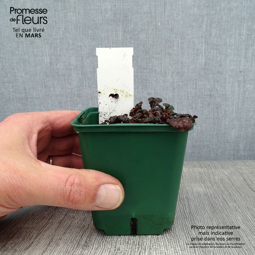 Exemplar von Ajuga pyramidalis Metallica Crispa - Pyramiden-Günsel Kleine Töpfe von 8/9 cm wie im Winter geliefert