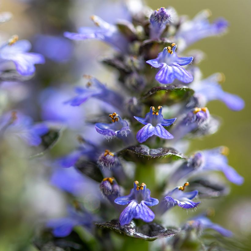 Ajuga pyramidalis Metallica Crispa - Pyramiden-Günsel (Flowering)