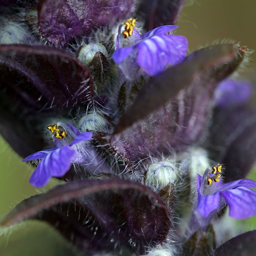 Ajuga pyramidalis - Pyramiden-Günsel (Flowering)