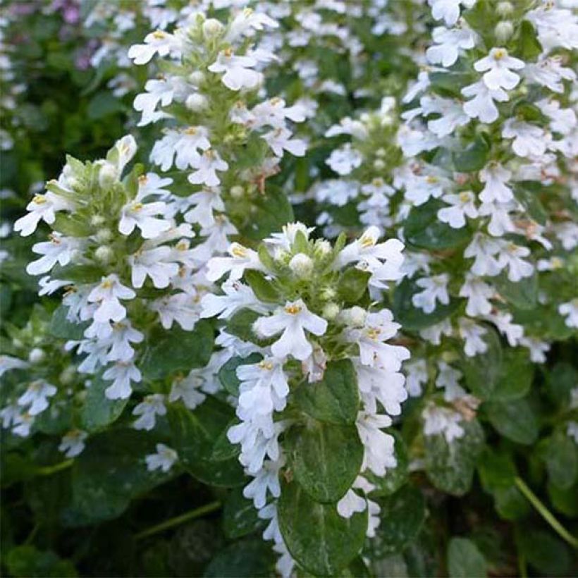 Ajuga reptans Alba - Kriechender Günsel (Flowering)