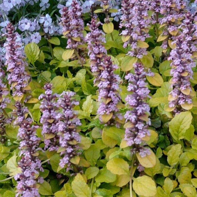 Ajuga reptans Gold Chang - Kriechender Günsel (Foliage)