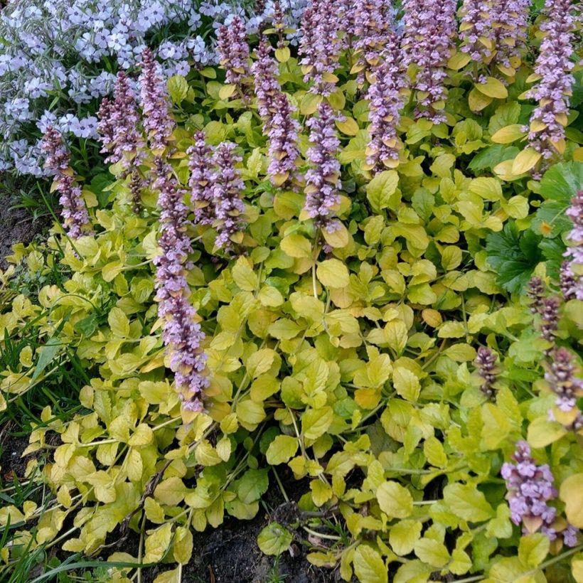 Ajuga reptans Gold Chang - Kriechender Günsel (Plant habit)
