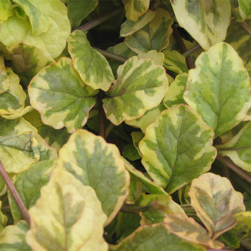 Ajuga reptans Golden Glow - Kriechender Günsel (Foliage)