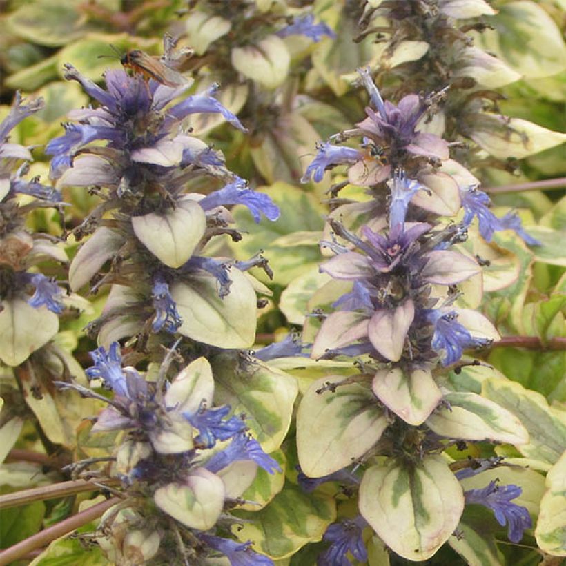 Ajuga reptans Golden Glow - Kriechender Günsel (Flowering)