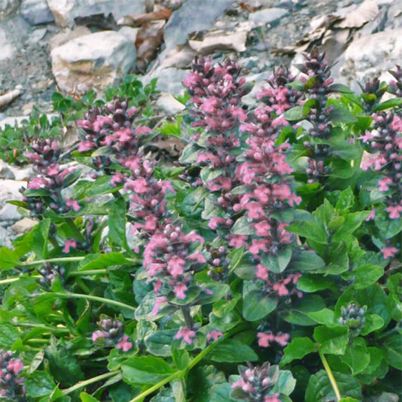 Ajuga reptans Pink Elf - Kriechender Günsel (Flowering)
