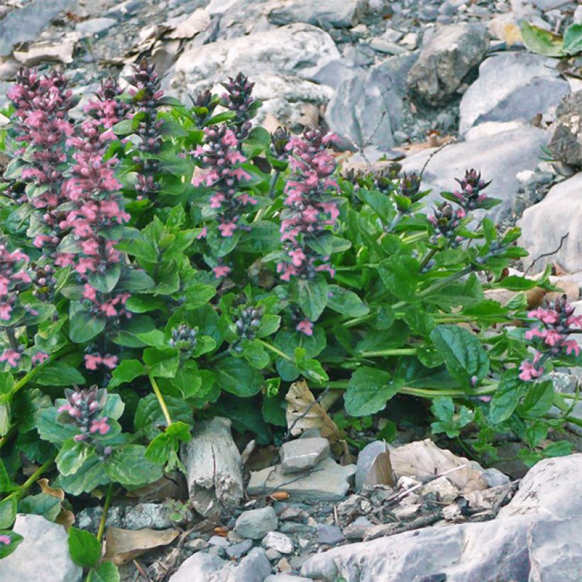 Ajuga reptans Pink Elf - Kriechender Günsel (Plant habit)