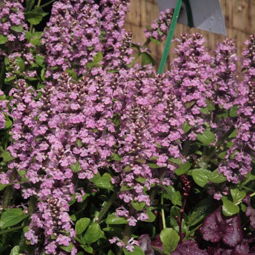 Ajuga reptans Purple Torch - Kriechender Günsel (Plant habit)