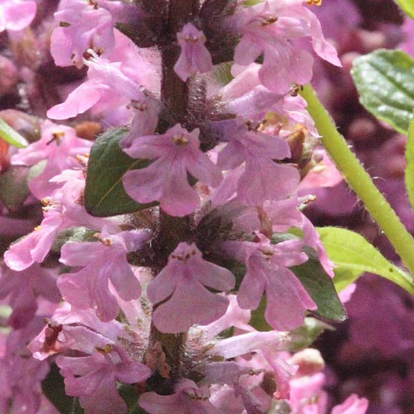 Ajuga reptans Purple Torch - Kriechender Günsel (Flowering)
