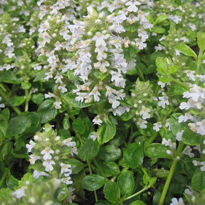 Ajuga reptans Sanne - Kriechender Günsel (Plant habit)
