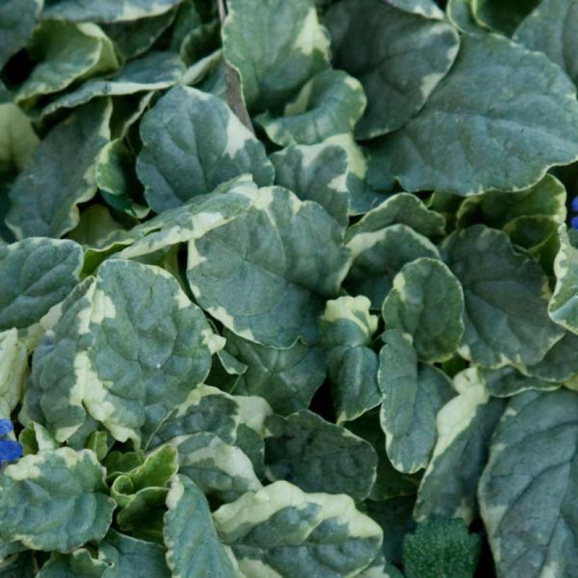 Ajuga reptans Variegata - Kriechender Günsel (Foliage)