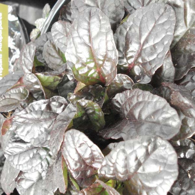 Ajuga reptans Atropurpurea - Kriechender Günsel (Foliage)
