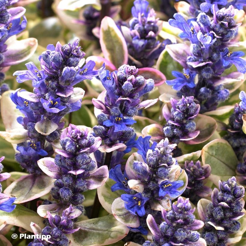 Ajuga Princess Nadia - Kriechender Günsel (Flowering)