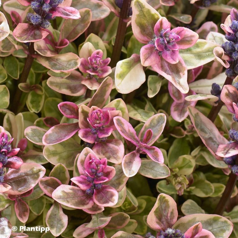 Ajuga Princess Nadia - Kriechender Günsel (Foliage)