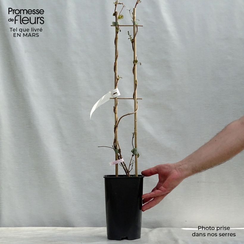 Exemplar von Akebia longeracemosa Topf mit 2L/3L wie im Winter geliefert