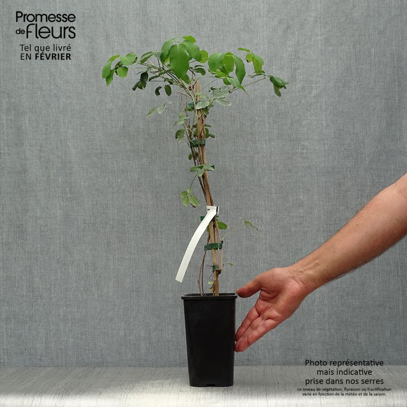 Example of Akebia pentaphylla Topf mit 1,5L/2L as you get in automne