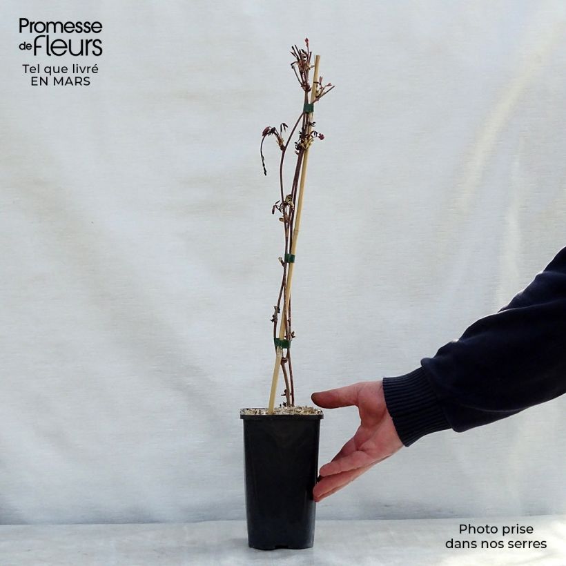 Exemplar von Akebia pentaphylla Topf mit 1,5L/2L wie im Frühjahr geliefert