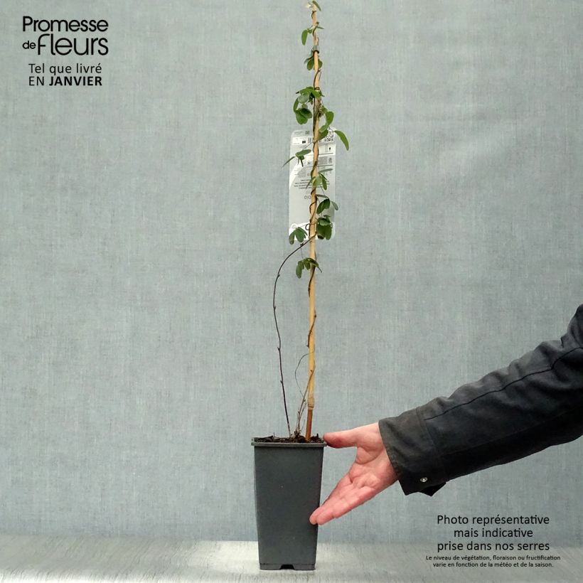 Exemplar von Akebia quinata Topf mit 2L/3L wie im Winter geliefert