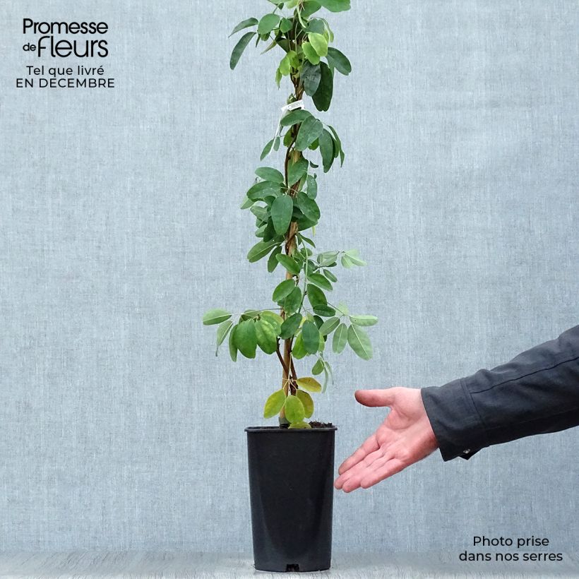 Exemplar von Akebia quinata Akebia Cream Form Topf mit 2L/3L wie im Winter geliefert