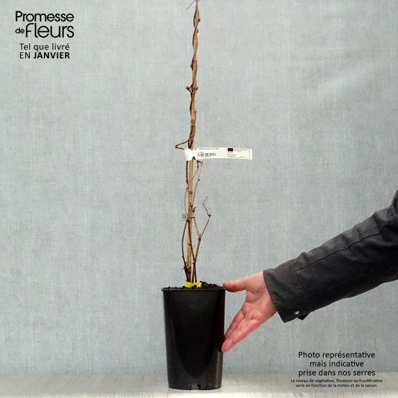 Exemplar von Akebia quinata Silver Bells Topf mit 2L/3L wie im Winter geliefert