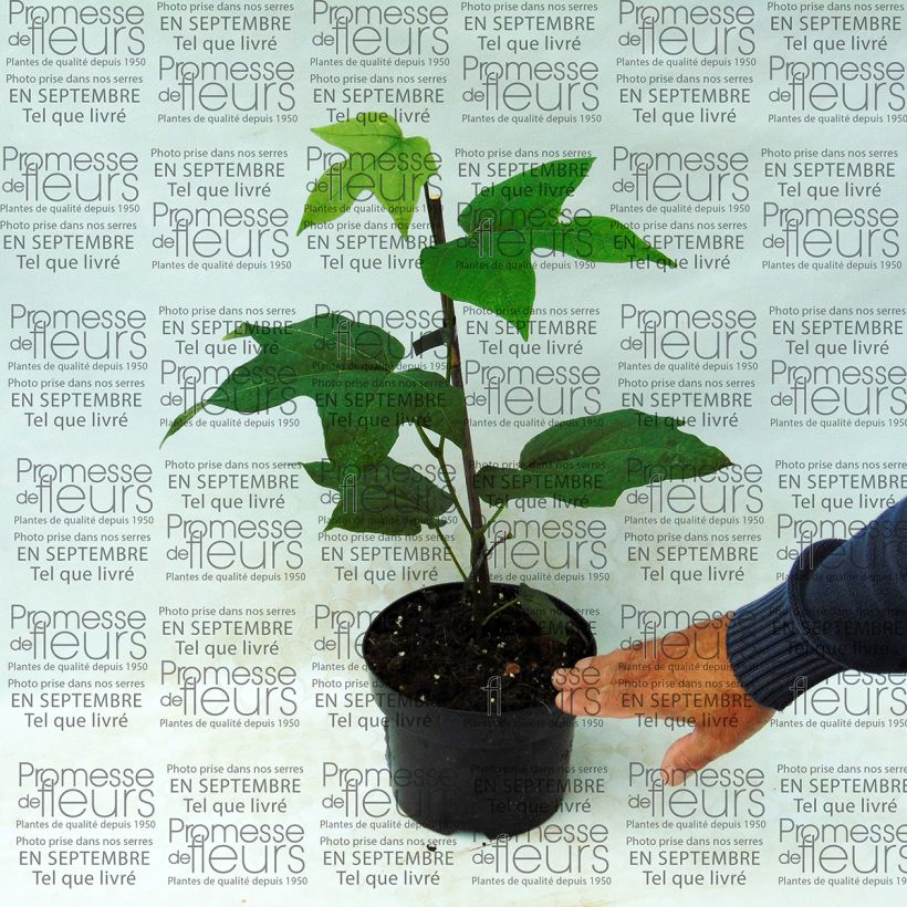 Example of Alangium platanifolium Topf mit 2L/3L as you get