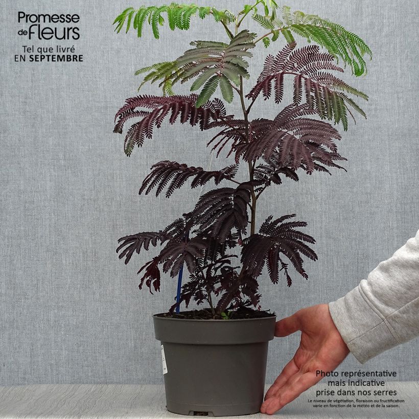 Example of Albizzia julibrissin Summer Chocolate - Seidenakazie Topf mit 3L/4L as you get in automne