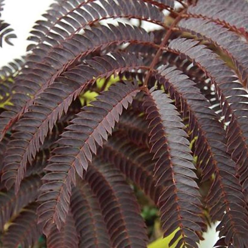 Albizia julibrissin Chocolate Fountain - Seidenakazie (Foliage)
