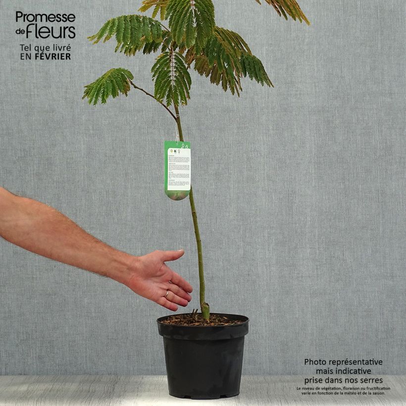 Example of Albizia julibrissin Evey's Pride - Seidenakazie Topf mit 4L/5L as you get in automne