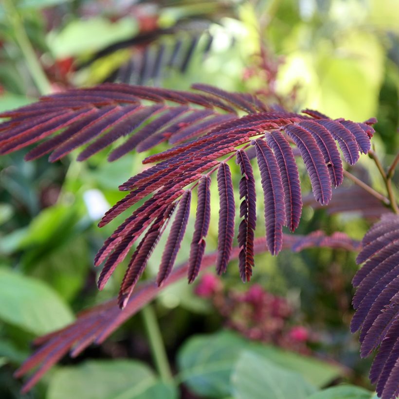 Albizia julibrissin Evey's Pride - Seidenakazie (Foliage)