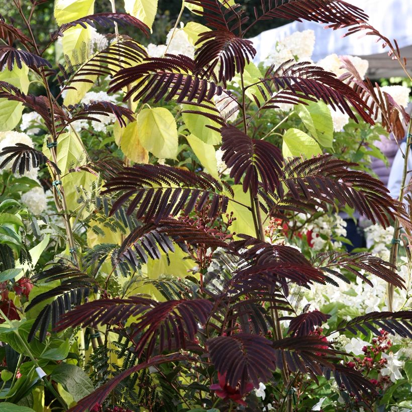 Albizia julibrissin Evey's Pride - Seidenakazie (Plant habit)