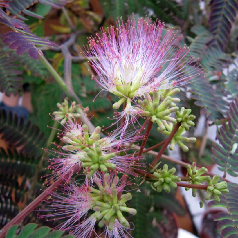 Albizia julibrissin Evey's Pride - Seidenakazie (Flowering)