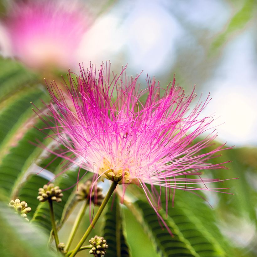 Albizia julibrissin Ombrella - Seidenakazie (Flowering)