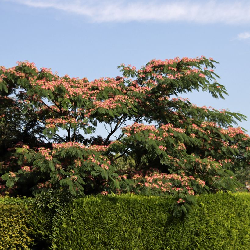 Albizia julibrissin Ombrella - Seidenakazie (Plant habit)