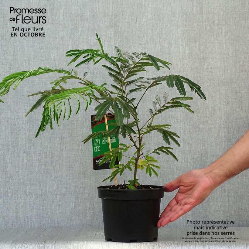 Example of Albizia julibrissin Ombrella - Seidenakazie Topf mit 3L/4L as you get in automne