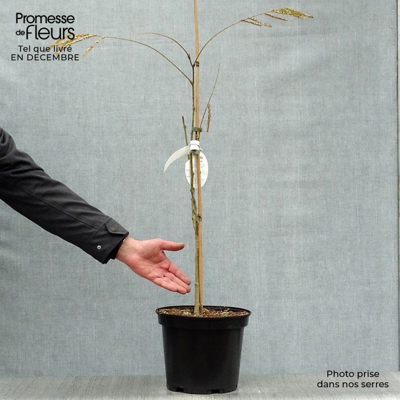 Exemplar von Albizia julibrissin Ombrella - Seidenakazie Topf mit 6L/7L wie im Winter geliefert